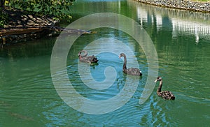 Three beautiful black swans Cygnus Atratus swim in emerald water of pond called Big Lake with Swan Island.