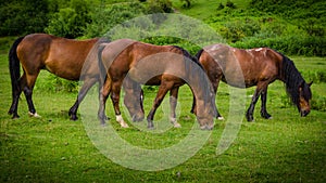 Three beautiful brown horses grazing symmetrically on a green meadow