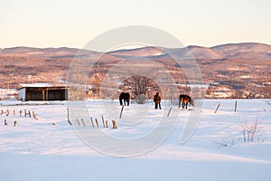 Three beautiful brown horses in snowy field seen during an early morning golden hour
