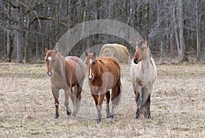 Three beautiful brown horses standing in a meadow on Wolfe Island, Ontario, Canada