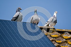 Three beautiful carrier pigeons flirt on the ridge of the roof with solar panels