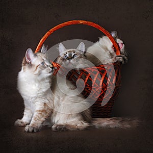 three beautiful cat breed Neva masquerade is played with a basket on a brown background