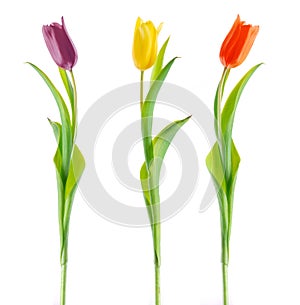 Three beautiful colorful tuplipanas on white background.