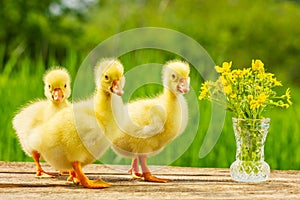 Three beautiful cute little goose on nature background