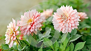 three beautiful dahlias of delicate pink color in the garden with green leaves