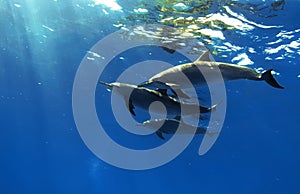 Three beautiful dolphins posing underwater photo