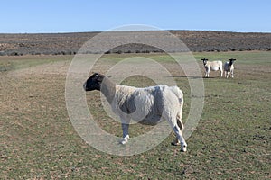 Three beautiful Dorper sheep