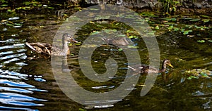 Three beautiful ducks swimming and diving in a peaceful pond