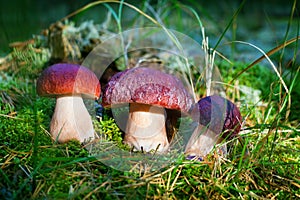 Three beautiful edible mushrooms on green moss background grow in pine forest close up, boletus edulis in group, brown cap boletus