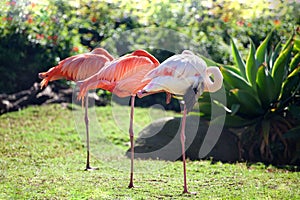 Three beautiful flamingos, two pink flamingos and one white flamingo stand in row together on one leg on green grass