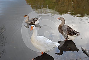 Three beautiful geese standing in a lake