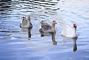Three beautiful geese swimming in a lake