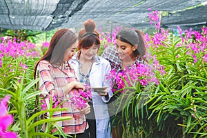 Three beautiful girls in an orchid farm Talk about plant research