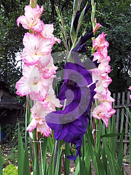 Three beautiful gladiolus