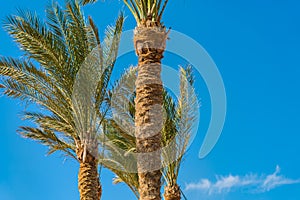 Three beautiful green palm trees against the blue sunny sky background. Tropical wind blow the palm leaves.