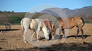 Three beautiful horses are eating grass from the field in the village Mascota Jalisco Mexico.