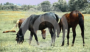 Three beautiful horses graze in the meadow.