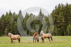 Three beautiful horses grazing in a forest meadow in the summer