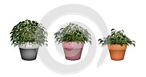 Three Beautiful Houseplant in Terracotta Flower Pots