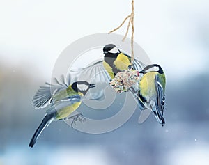 Three beautiful hungry little bird Tits flew on a hanging manger photo