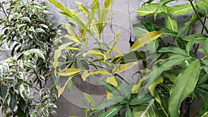 Three Beautiful Leaf Colors