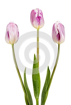 Three beautiful lilac tulips