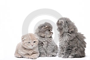 Three beautiful little kittens on a white background in isolation