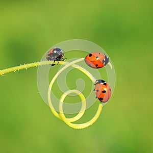 Three beautiful little ladybugs crawling on a winding blade of g