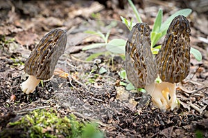 Three beautiful morel mushrooms in spring forest