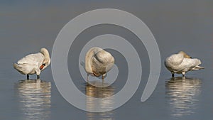 Three beautiful Mute Swan Cygnus olor displaying  preening feathers.