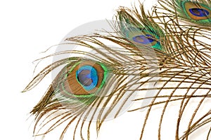 Three beautiful peacock feather