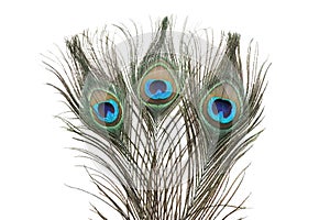 Three beautiful peacock feathers isolated on white
