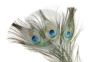 Three beautiful peacock feathers isolated on white