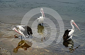 Three beautiful pelicans relaxing in the water