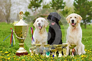 Three beautiful purebred dogs Labrador Retriever and two Golden