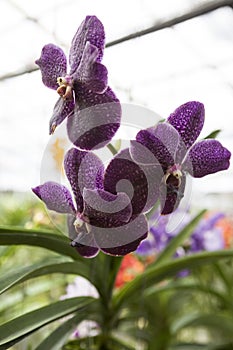 Three beautiful purple flower orchid on a branch close-up.