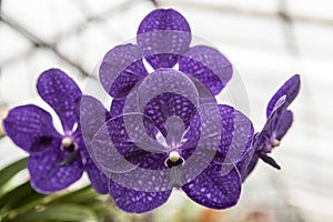 Three beautiful purple flower orchid on a branch close-up.