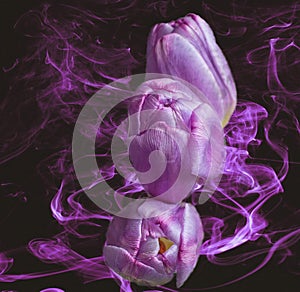 Three beautiful purple Tulips in an artistic top down row