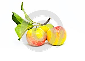 Three beautiful ripe apples with leaves