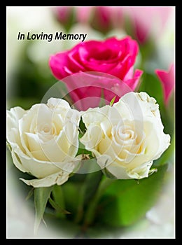 Three beautiful roses with a vignette edge and words in loving memory at the top of the photo