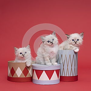 Three beautiful sacred burmese cat kittens sitting in and on boxes in studio close-up, luxury cat, red background