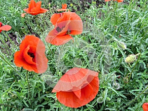 Three beautiful scarlet poppy flowers with drops of dew on petals close-up