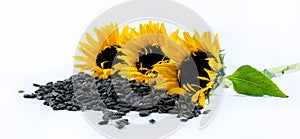 Three beautiful sunflowers and black seeds on a white background