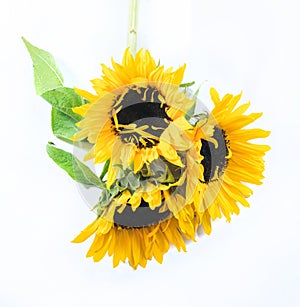 Three beautiful sunflowers on a white background