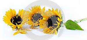 Three beautiful sunflowers on a white background