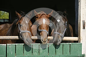 Three beautiful thoroughbred horses looking over the barn door