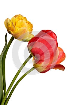 Three beautiful tulip flowers isolated on a white background