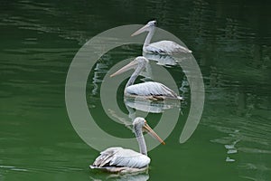 three beautiful white pelicans with large beak and long neck, Pelecanus swim in beautiful green lake, sea, fish in water, concept