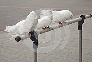 Three beautiful white pigeons sit on a stand