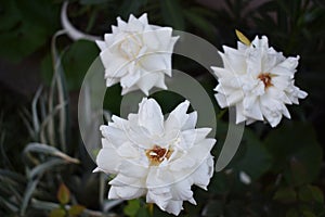 Three beautiful white roses in the dark
